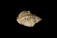 藏品(蚵岩螺)的圖片